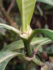 Psychotria grandis