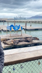 Zalophus californianus