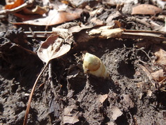 Podophyllum peltatum