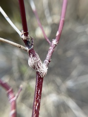 Neolasioptera cornicola