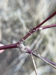 Neolasioptera cornicola