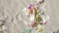 Astragalus lentiginosus micans