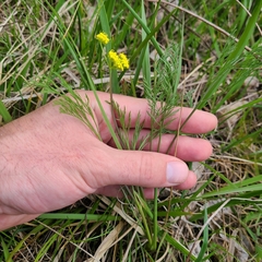 Lomatium bradshawii