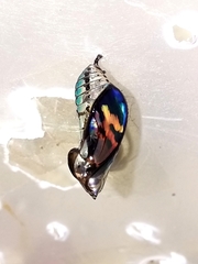 Mechanitis polymnia casabranca