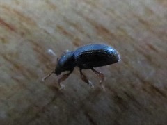 Barypeithes pellucidus