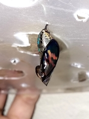 Mechanitis polymnia casabranca