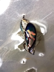 Mechanitis polymnia casabranca