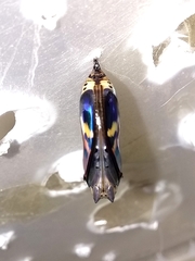 Mechanitis polymnia casabranca