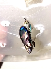 Mechanitis polymnia casabranca