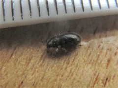 Barypeithes pellucidus