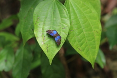 Paches loxus gloriosus