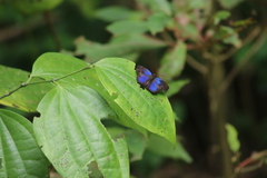 Paches loxus gloriosus