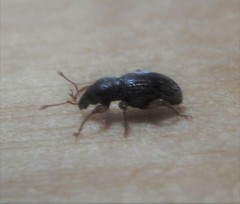 Barypeithes pellucidus