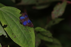 Paches loxus gloriosus