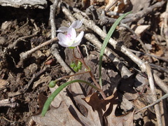 Claytonia virginica