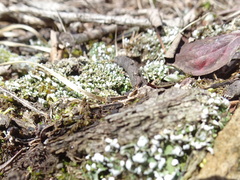 Cladonia apodocarpa