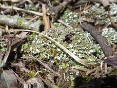 Cladonia apodocarpa