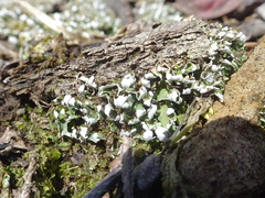 Cladonia apodocarpa