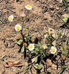 Erigeron pubescens