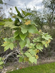 Platanus racemosa