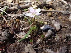 Claytonia virginica