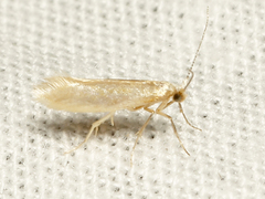 Argyresthia mariana