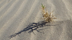 Swallenia alexandrae