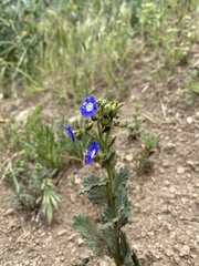 Phacelia viscida