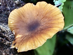 Cyptotrama glabra