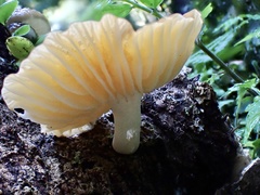 Cyptotrama glabra