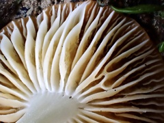 Cyptotrama glabra