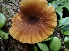 Cyptotrama glabra