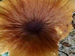 Cyptotrama glabra
