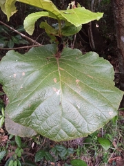 Coccoloba pubescens