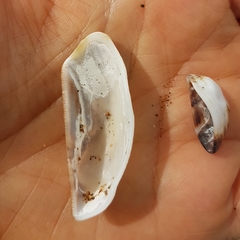 Arca pacifica