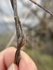 Neolasioptera convolvuli