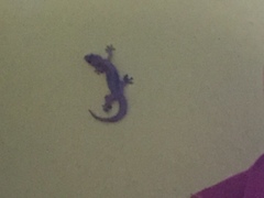Gehyra mutilata