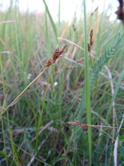 Carex caryophyllea