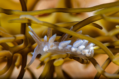 Phyllodesmium macphersonae