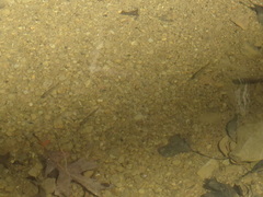 Pimephales notatus