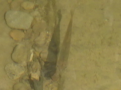 Pimephales notatus