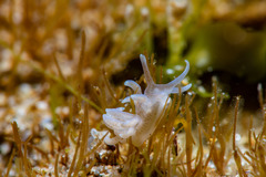Phyllodesmium macphersonae