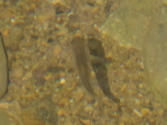 Pimephales notatus