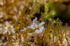 Phyllodesmium macphersonae