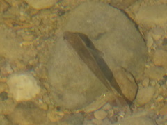 Pimephales notatus