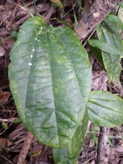 Passiflora intricata