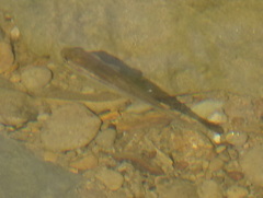 Pimephales notatus