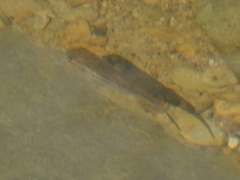 Pimephales notatus