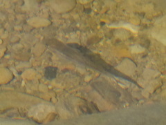Pimephales notatus