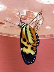 Mechanitis polymnia casabranca